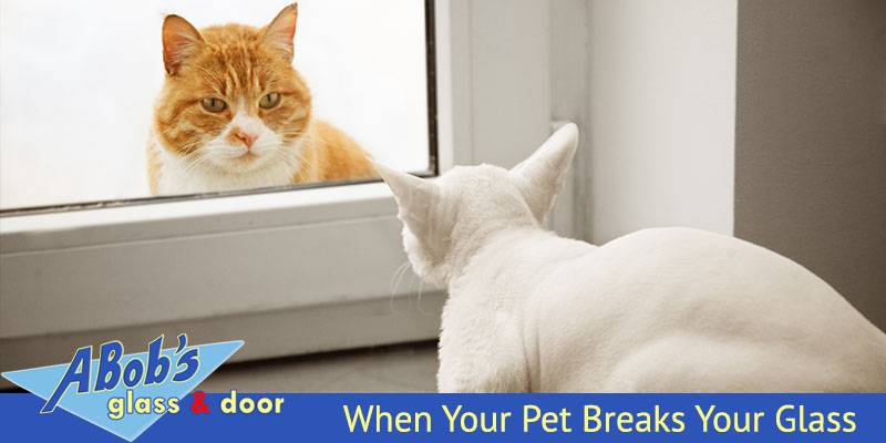 Pet Breaks Glass Window